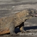 dragon_komodo_hsb_rinca_h_1856_kom4212.jpg